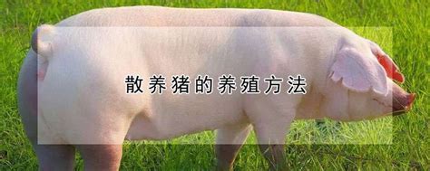 散养猪的养殖方法-农百科