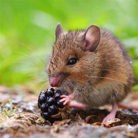 常见老鼠的种类,老鼠种类常见有哪三种,老鼠品种大全排名_大山谷图库