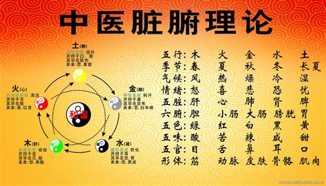 脏腑位置图片