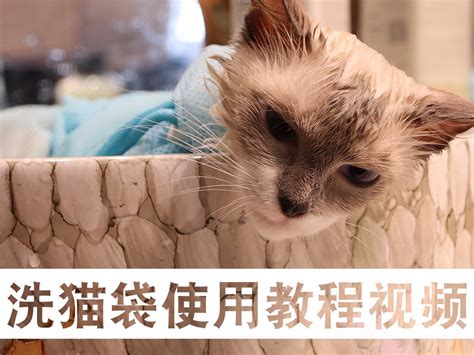 如果有全自动洗猫机你会购买使用吗？ - 知乎