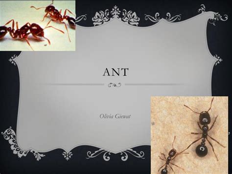 PPT - Ant nest PowerPoint Presentation, free download - ID:1487296
