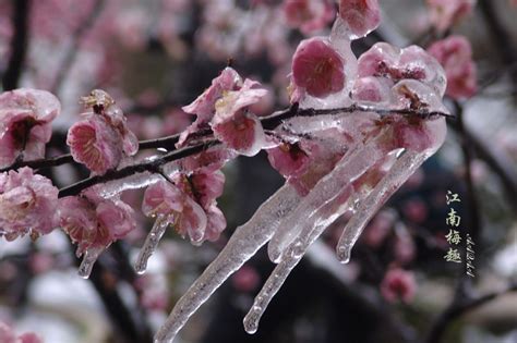 寒梅傲雪图片