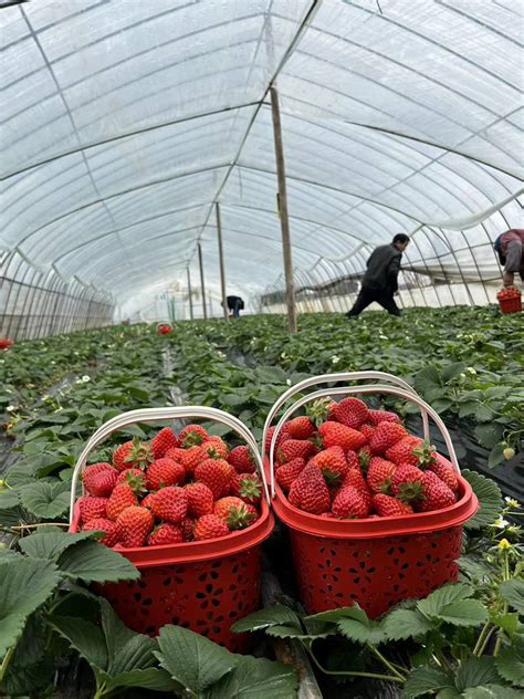 三亚草莓采摘基地 2021三亚摘草莓的地方_旅泊网