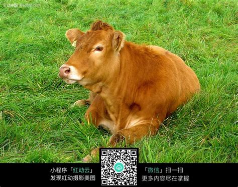 牛年说牛：中国现有哪些牛品种？_长江云 - 湖北网络广播电视台官方网站
