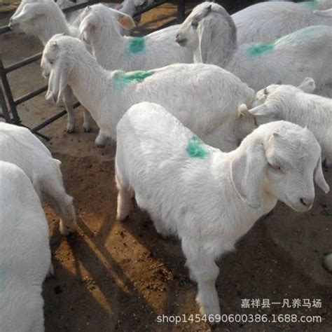 枣庄小羊羔价格 买繁殖种公羊多少钱一只 改良山羊养殖场-阿里巴巴