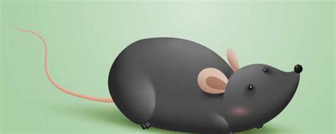 梦到老鼠是什么意思 梦到老鼠的寓意_知秀网