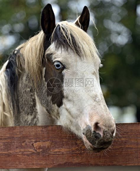 夏天农场里的一匹马高清图片下载-正版图片507105215-摄图网