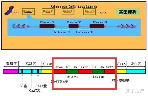 DNA包括基因与非基因，基因区又包括编码区和非编码区，编码区又包括内含子和外显子吗？ - 知乎