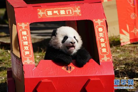 中国大熊猫保护研究中心2020级熊猫宝宝集体亮相贺新春_新浪图片