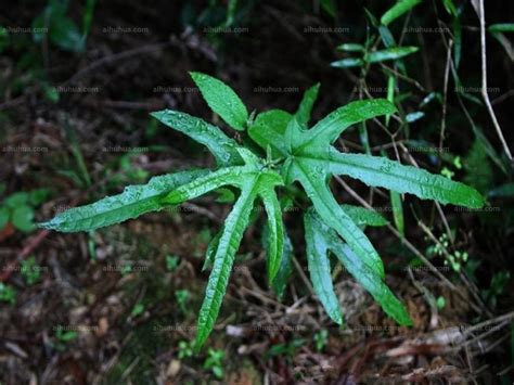 【五指毛桃】的功效与作用_药用价值_副作用和使用禁忌_中药_绿茶说