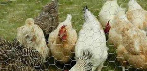 散养鸡的养殖方法-散养土鸡养殖技术-林下散养鸡技术 - 畜小牧养殖网