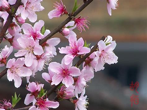 桃花品种分为几种桃花（常见桃花种类分别叫什么名字）-长景园林网