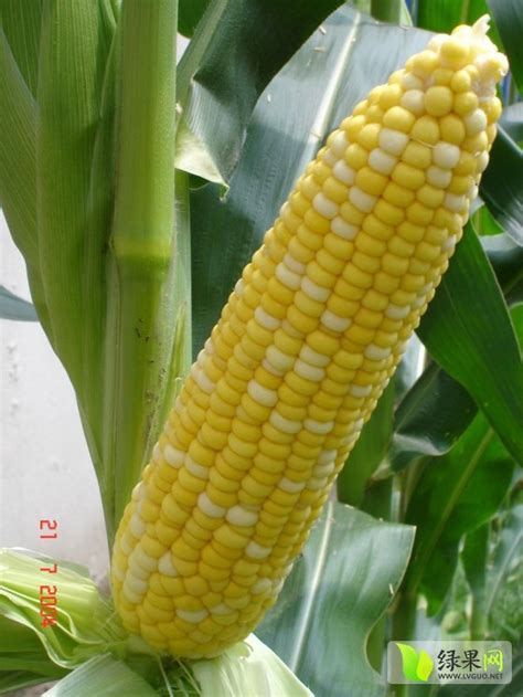 贵州玉米品种有哪些？ - 惠农网