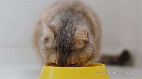 猫咪最喜欢吃什么东西（猫咪最喜欢吃的食物排行榜） - 胖萌舍宠物网
