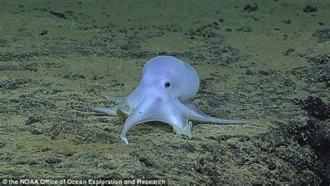 4000多米的深海惊现神秘未知生物！