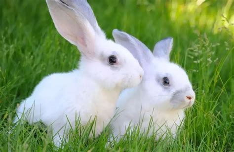 小白兔的特点描写,小白兔的,小白兔白又白简_大山谷图库