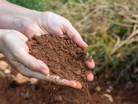改良酸性土壤用什么碱（常用改良酸性土壤的碱介绍） – 碳资讯