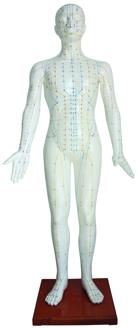 针灸无性人体模型/针灸人自然大 178CM人体经络中医模型-阿里巴巴