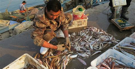 威海已经封海了，市场上的鲜鱼又是从哪来的？