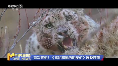 8月4日《雪豹和“她”的朋友们》全国公映 导演见面会将在丽江召开_文旅头条