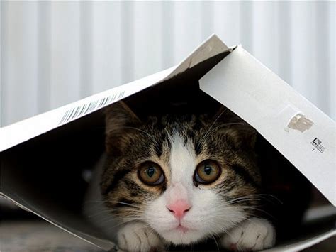 躲在箱子里的可爱猫咪高清图片下载-正版图片307607903-摄图网