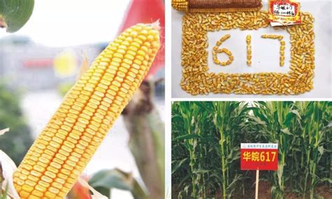 带有“营口”标签的玉米种子走向全国20个省__凤凰网