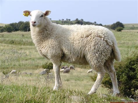 牧羊的在村旁泉地各种羊高清图片下载-正版图片307087806-摄图网