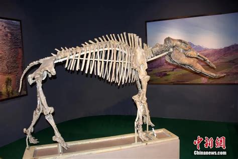 辽宁发现侏罗纪化石:哺乳动物史前推4千万年|文章|中国国家地理网