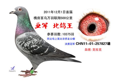 观赏-中国信鸽信息网相册