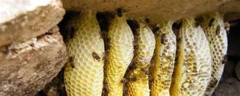 最简单找山蜜蜂方法 - 养蜂技术 - 酷蜜蜂