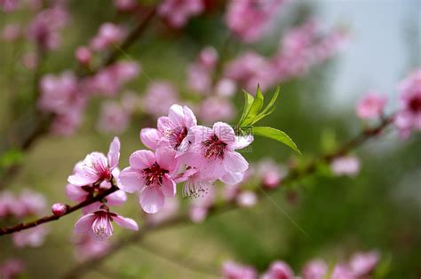 山东肥城十万亩桃花进入盛花期 民众雨中赏花