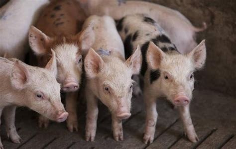 2013年12月6日今日最新生猪价格行情_生猪价格_中国保健养猪网