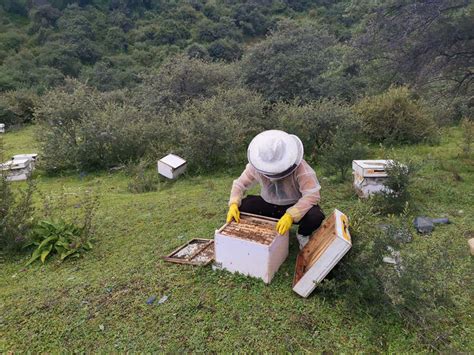 蜂场工作的养蜂工作人员图片-养蜂人在蜂场工作素材-高清图片-摄影照片-寻图免费打包下载
