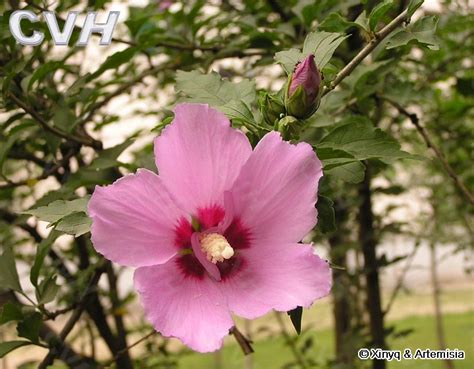 木槿的花语是什么？木槿的寓意和象征-花卉百科-中国花木网