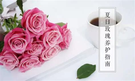 美丽的玫瑰花夏日中花园的花朵很漂亮阳高清图片下载-正版图片505451653-摄图网