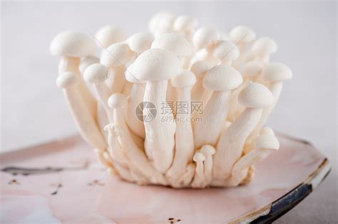 爆苞菇1草属性~蘑菇孢子图片