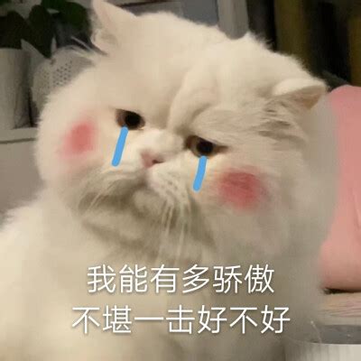 球球是只猫图片