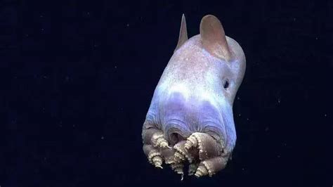 海洋深处的“不可思议”世界，许多物种你不曾见过。 - 360娱乐，你开心就好