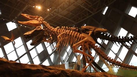 恐龙也挑食？这块保存完好的胃化石展现甲龙死前大餐