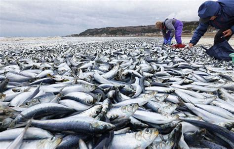 日本北海道海岸现大量沙丁鱼尸体 究竟是什么原因?