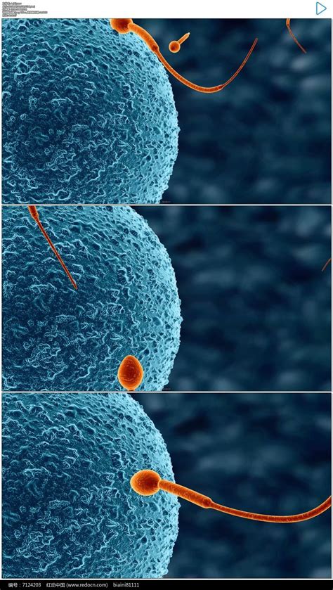 精子进入卵细胞受精过程演示动画视频素材_红动网