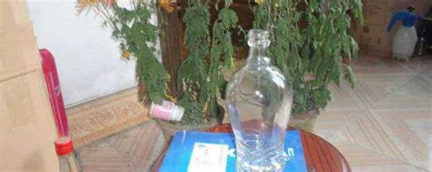 小口玻璃瓶养什么植物 小口玻璃瓶植物选择_知秀网