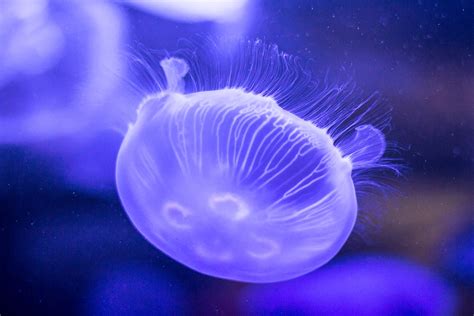 Jellyfish. Original public domain image | Free Photo - rawpixel