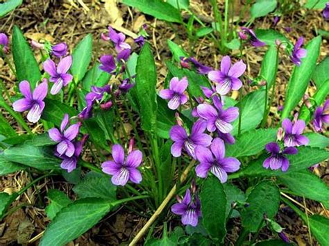 紫花地丁种植方法和时间-种植技术-中国花木网