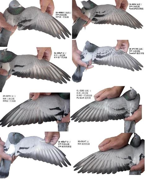 欣赏：鸟类的翅膀对比(图)-中信网信鸽园地