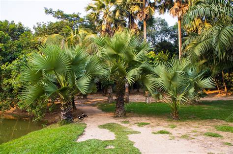 Premium Photo | Palm trees in the park greenery landscape view