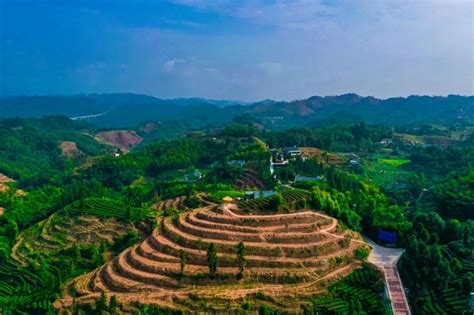 沐川县人民政府 - 牛郎坪茶叶现代农业园区预计本月下旬开园