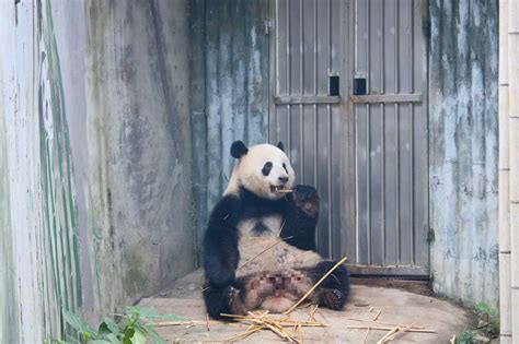 广州动物园熊猫-星一图片浏览-广州动物园熊猫-星一图片下载 - 酷吧图库