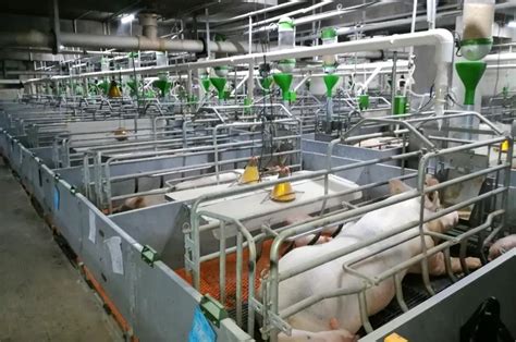 扬翔智能楼房猪场获评国家级生猪养殖标准化示范场_农牧前沿