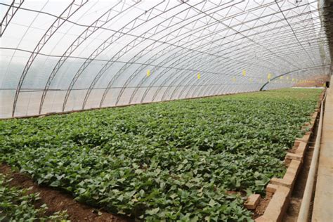 “烟薯25”“烟薯29”种苗培育在巫山获得成功 - 重庆日报网
